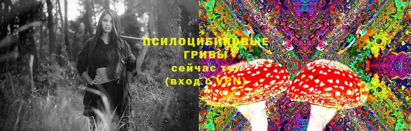 закладка  Кувандык  Псилоцибиновые грибы MAGIC MUSHROOMS 